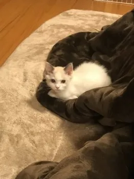tomomei 様のお迎えした子猫