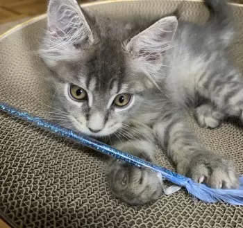 あい 様のお迎えした子猫