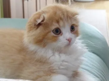 マルクス 様のお迎えした子猫