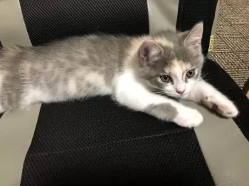 ゆきち 様のお迎えした子猫