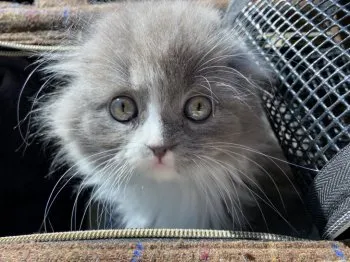AY 様のお迎えした子猫