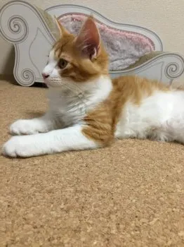 シミズ 様のお迎えした子猫