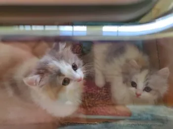 ユメちゃん 様のお迎えした子猫