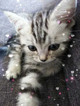 ちーくんママ 様のお迎えした子猫