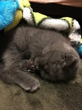 てっちゃん 様のお迎えした子猫