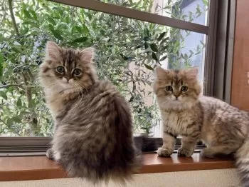 ししすず 様のお迎えした子猫