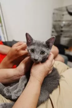レフ 様のお迎えした子猫