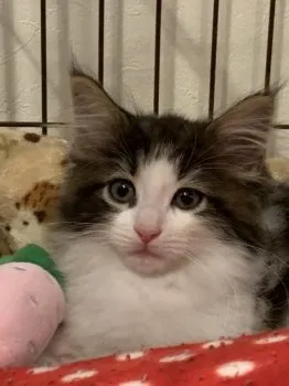 yumi 様のお迎えした子猫
