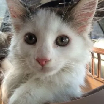 酒井 様のお迎えした子猫