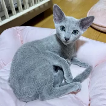 かよ 様のお迎えした子猫