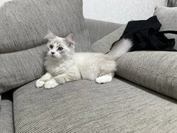 しほ 様のお迎えした子猫