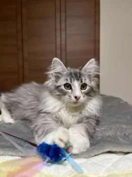 H.I 様のお迎えした子猫