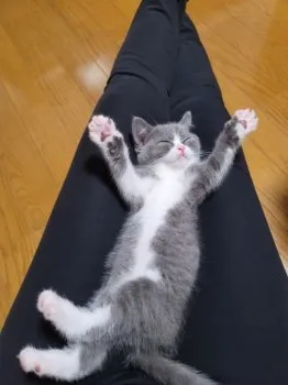 プラネット 様のお迎えした子猫