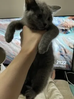 こねこ 様のお迎えした子猫