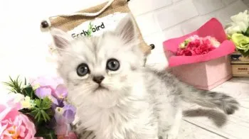 ナッティー 様のお迎えした子猫