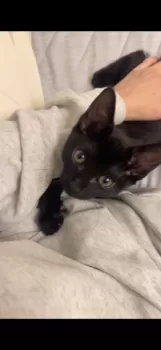 E 様のお迎えした子猫