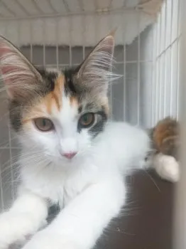 S.K 様のお迎えした子猫