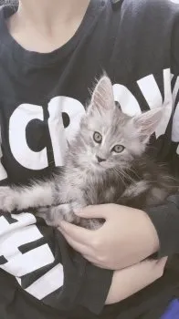 chi72 様のお迎えした子猫