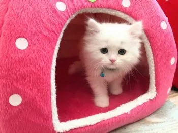 kamepapa 様のお迎えした子猫