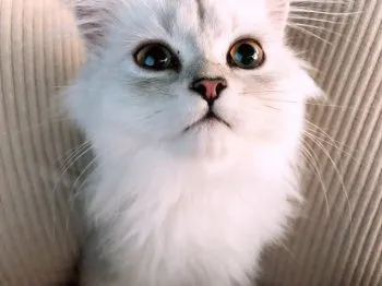 ゆいぼー 様のお迎えした子猫
