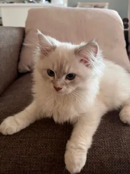 シブヤ 様のお迎えした子猫