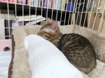 emerd 様のお迎えした子猫