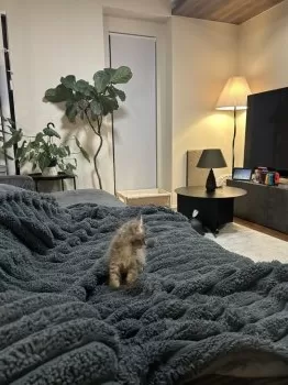 camel 様のお迎えした子猫