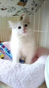 M.O 様のお迎えした子猫