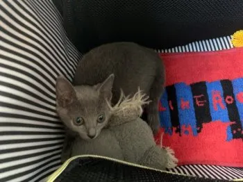 み 様のお迎えした子猫