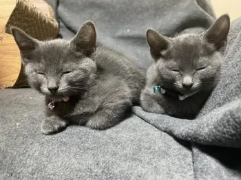 ことぶき 様のお迎えした子猫