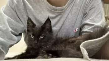 アヤカ 様のお迎えした子猫