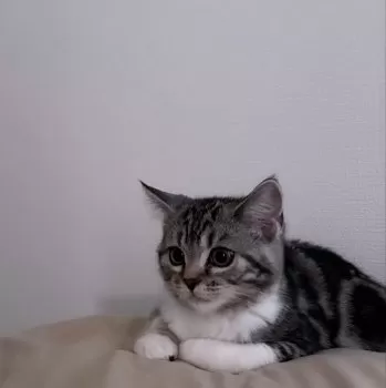 R.F 様のお迎えした子猫