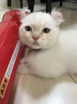 アイル 様のお迎えした子猫