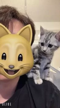 T.K 様のお迎えした子猫
