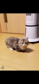 H.O 様のお迎えした子猫