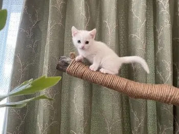 あなばなな 様のお迎えした子猫