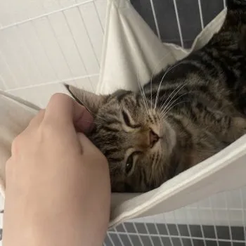 あや 様のお迎えした子猫