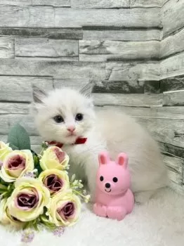ふーたん 様のお迎えした子猫