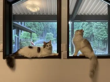 masakix 様のお迎えした子猫