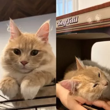 A.N 様のお迎えした子猫