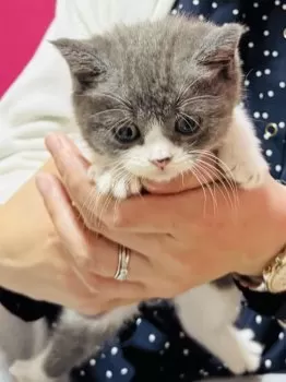 GO 様のお迎えした子猫