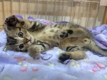 いじゅ 様のお迎えした子猫