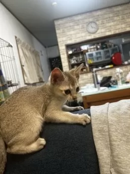 Y.Y 様のお迎えした子猫