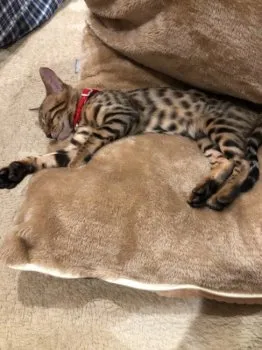 ゆっこ 様のお迎えした子猫