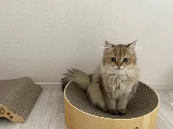 K.Y 様のお迎えした子猫