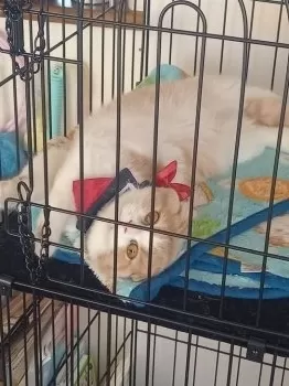 K.S 様のお迎えした子猫