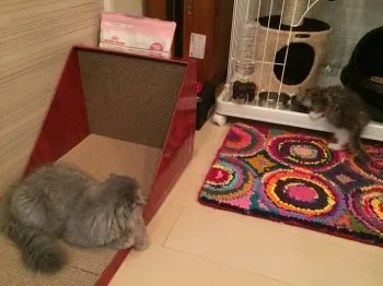 モコ 様のお迎えした子猫