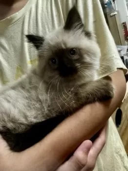 A.K 様のお迎えした子猫