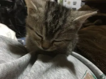 あいせき 様のお迎えした子猫