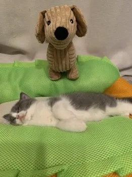 gomaty0301 様のお迎えした子猫